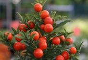 Solanum pseudocapsicum