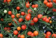 Solanum pseudocapsicum
