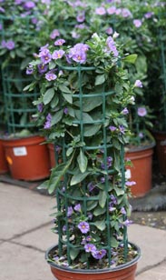 Solanum Rantonetti-Säule