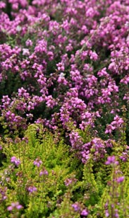 Blütenmeer im Garten