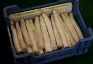 Spargel