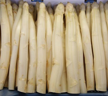 Spargel