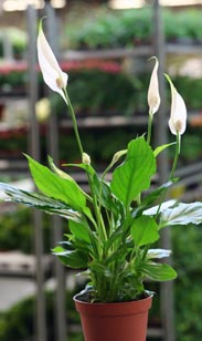 Spathiphyllum