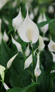 Spathiphyllum