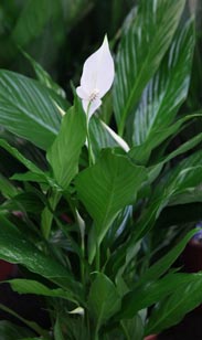 Spathiphyllum