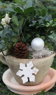 Tasse mit Teller bepflanzt