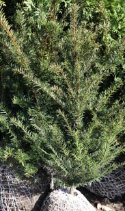 Taxus bac. m. Ballen