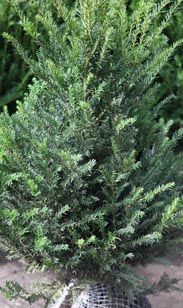 Taxus bac. m. Ballen