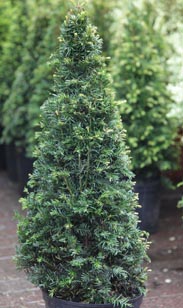 Taxus-Pyramide