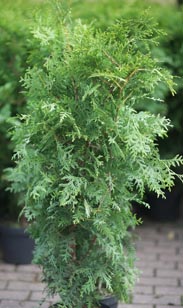 Thuja brabant