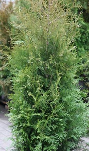 Thuja Brabant