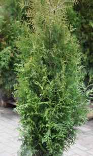 Thuja Brabant