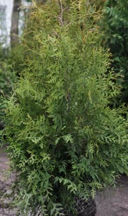 Thuja Brabant m. Ballen