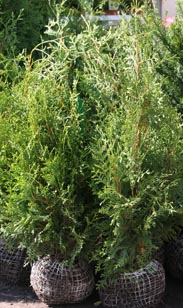 Thuja Brabant