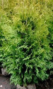Thuja Brabant
