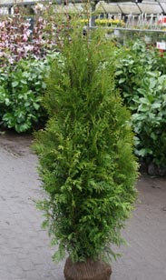 Thuja Brabant m. Ballen