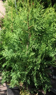 Thuja Brabant