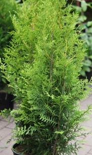 Thuja Brabant