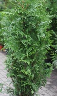 Thuja plicata