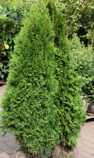 Thuja Smaragd