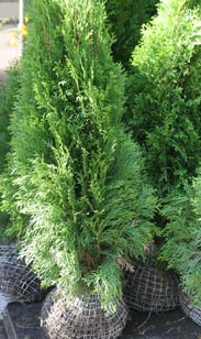 Thuja Smaragd