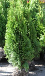 Thuja Smaragd