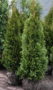 Thuja Ballen