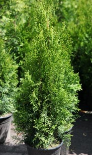 Thuja Smaragd