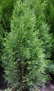 Thuja Smaragd
