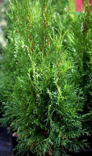 Thuja Smaragd