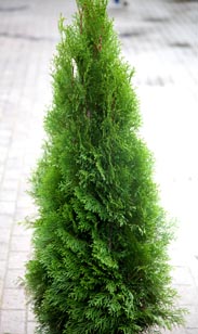 Thuja Smaragd