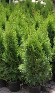 Thuja Smaragd