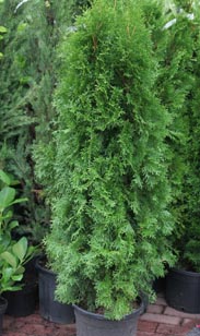 Thuja Smaragd