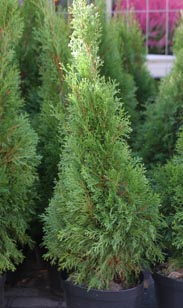 Thuja Smaragd
