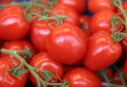 Roma-Tomaten
