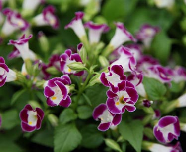 Torenia