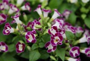 Torenia
