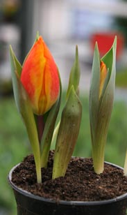 Tulpe