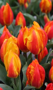 Tulpe