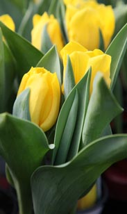 Tulpe