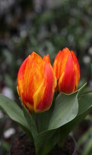 Tulpe