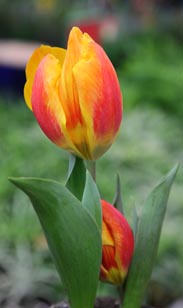 Tulpe