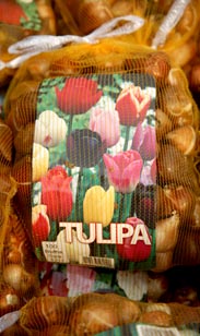 Tulpenzwiebeln