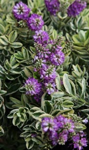 Veronika, winterhart