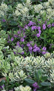 Veronika, winterhart