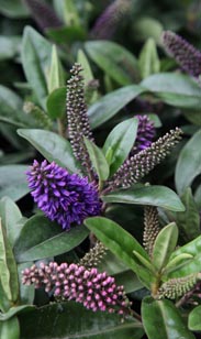 Veronika, winterhart