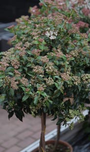 Viburnum