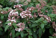 Viburnum Tinus