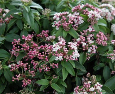 Viburnum Tinus