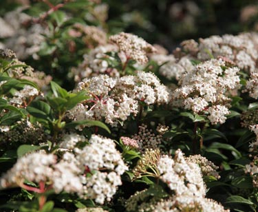 Viburnum Tinus